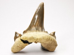 shark tooth Cretodus crassidens - Cenomanian (Texas)