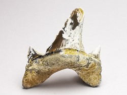 dent de requin Cretodus crassidens - Cénomanien (Texas)