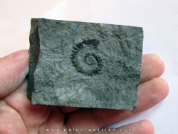 Spiroceras orbignyi