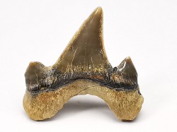 dent de requin Cretodus crassidens - Cénomanien (Texas)