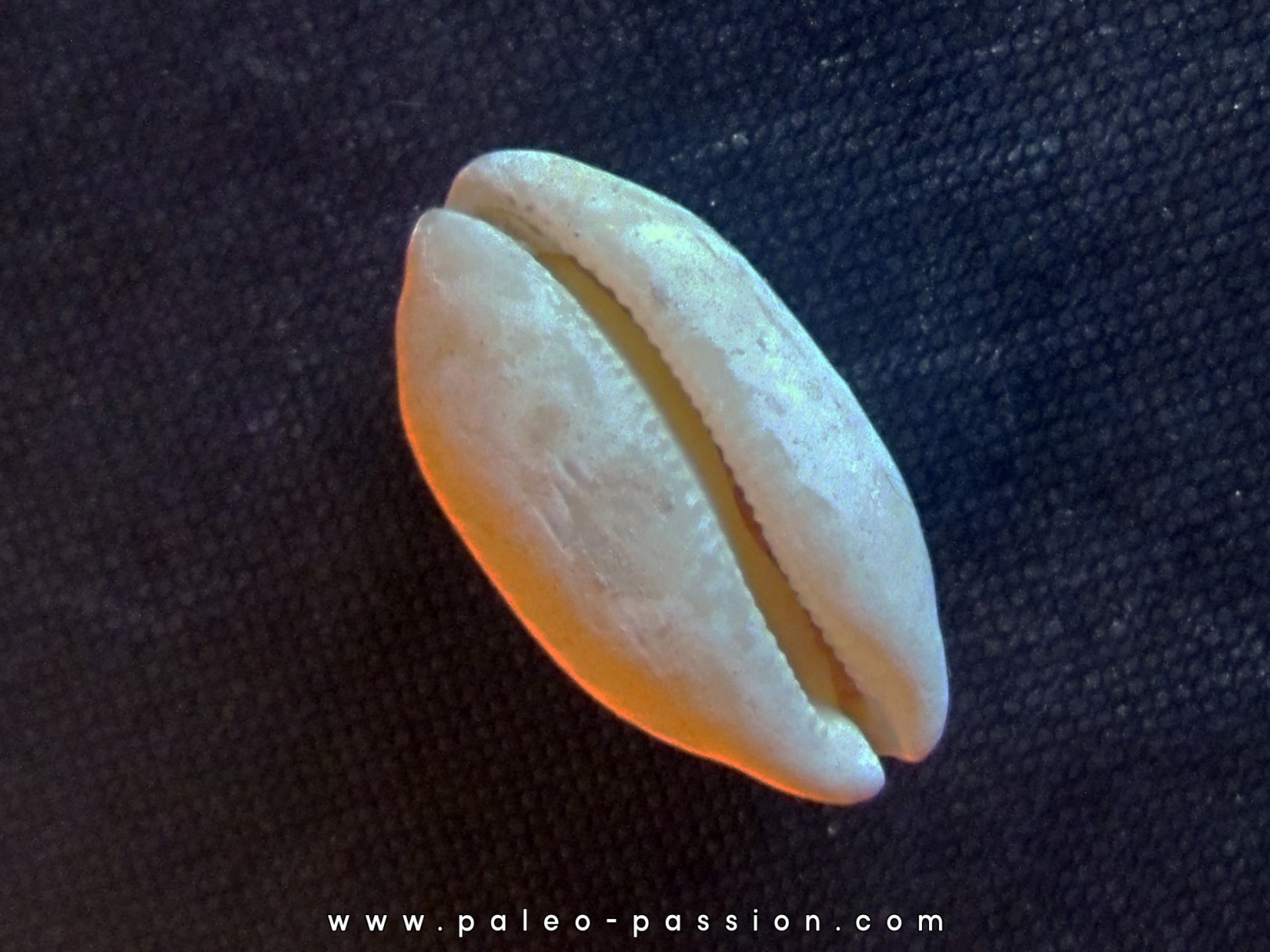 LURIA PULCHRA LURIA PULCHRA