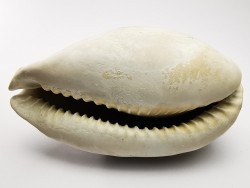 GASTEROPODE : Cypraea problematica - Pléistocène - Floride