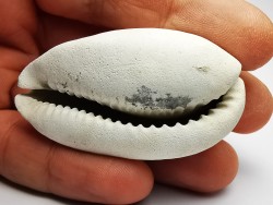 GASTEROPODE : Cypraea problematica - Pléistocène - Floride