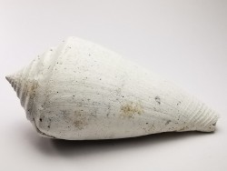 GASTEROPODE : Contraconus tryoni - Pléistocène - Floride