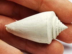 GASTROPOD: Contraconus tryoni - Pleistocene - Florida, USA