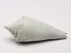 GASTEROPODE : Contraconus tryoni - Pléistocène - Floride