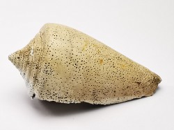 GASTROPOD: Conus marylandicus - Pleistocene - Florida, USA