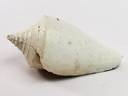 GASTROPOD: Conus marylandicus - Pleistocene - Florida, USA