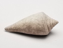 GASTROPOD: Conus marylandicus - Pleistocene - Florida, USA