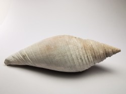 GASTEROPODE : Pleioptygma heilprini - Pléistocène - Floride