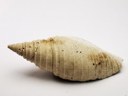 GASTEROPODE : Pleioptygma heilprini - Pléistocène - Floride