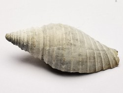 GASTEROPODE : Pleioptygma heilprini - Pléistocène - Floride