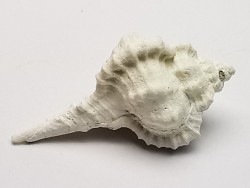 GASTROPOD: Vokesimurex recurvirostris - Pleistocene - Florida, USA