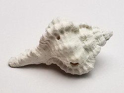 GASTROPOD: Vokesimurex recurvirostris - Pleistocene - Florida, USA