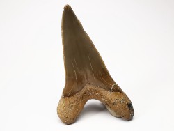 shark tooth Cretoxyrhina mantelli - Cenomanian (Texas)