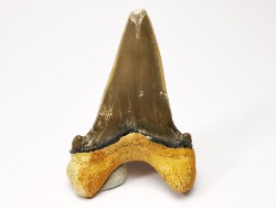 shark tooth Cardabiodon venator - Cenomanian (Texas)