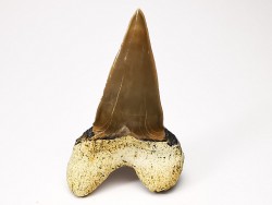 dent de requin Cardabiodon venator - Cénomanien (Texas)