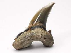 dent de requin Cardabiodon venator - Cénomanien (Texas)