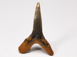 dent de requin Scapanorhynchus raphiodon - Cénomanien (Texas)