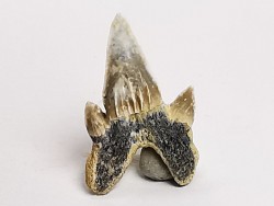 dent de requin Protolamna sokolovi - Cénomanien (Texas)