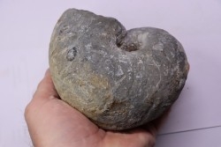 nautile:  Cenoceras  intermedium (Sowerby)  hettangien  Damblain, 88 – FRANCE