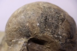 nautile: Cenoceras striatum (Sowerby) carixien  Fresnay le Puceux, 14 – FRANCE