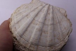 Gigantopectens restitutensis  Burdigalien Miocène  Lacoste, Vaucluse - France