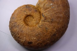 Pseudaspidoceras madagascariensis - middle Turonian - Betioky, MADAGASCAR