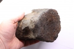 whale vertebra - pliocene - Doel - Belgium