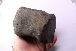 whale vertebra - pliocene - Doel - Belgium