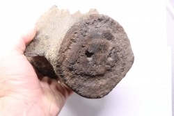 whale vertebra - pliocene - Doel - Belgium
