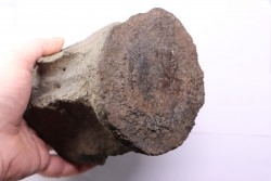 whale vertebra - pliocene - Doel - Belgium
