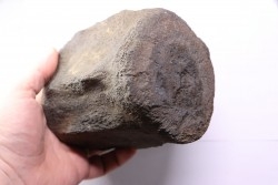 whale vertebra - pliocene - Doel - Belgium