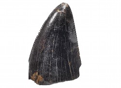 dent de dinosaure Nanotyrannus lancensis - Maastrichtien (Sud Dakota)
