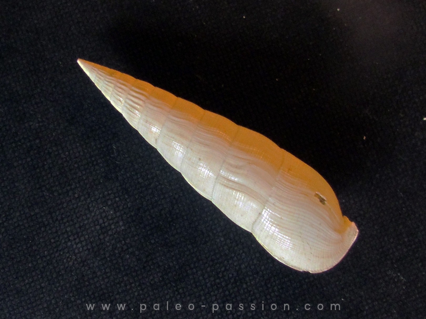 RHINOCLAVIS STRIATUS