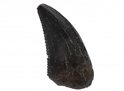 dent de dinosaure Sauronitholestes langstoni - Maastrichtien (Sud Dakota)