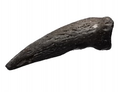 griffe de dinosaure théropode indét. - Maastrichtien (Sud Dakota)