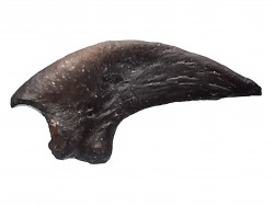 theropod dinosaur claw (indet.) - Maastrichtian (South Dakota)