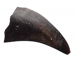 griffe de dinosaure théropode indét. - Maastrichtien (Sud Dakota)