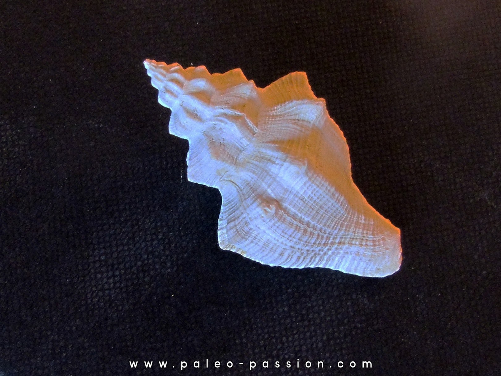 MELONGENA SUBCARENATA