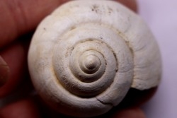 Crommium angustatum - Oligocène - gaas, FRANCE