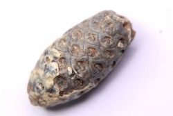 Equicalastrobus  upper Eocene  Western Sahara, rio del oro  Region of Dakhla - Morocco