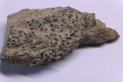 trilobit's COPROLITHES : TOMACULUM PROBLEMATICUM - Ordovician - Maine et Loire, FRANCE