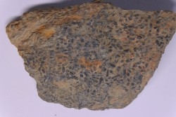 trilobit's COPROLITHES : TOMACULUM PROBLEMATICUM - Ordovician - Maine et Loire, FRANCE