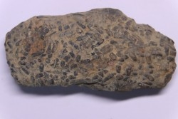 trilobit's COPROLITHES : TOMACULUM PROBLEMATICUM - Ordovician - Maine et Loire, FRANCE
