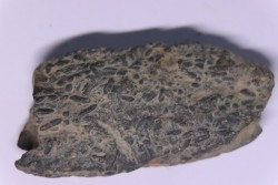 trilobit's COPROLITHES : TOMACULUM PROBLEMATICUM - Ordovician - Maine et Loire, FRANCE