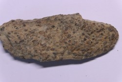 trilobit's COPROLITHES : TOMACULUM PROBLEMATICUM - Ordovician - Maine et Loire, FRANCE