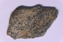 trilobit's COPROLITHES : TOMACULUM PROBLEMATICUM - Ordovician - Maine et Loire, FRANCE
