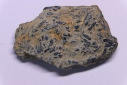 trilobit's COPROLITHES : TOMACULUM PROBLEMATICUM - Ordovician - Maine et Loire, FRANCE