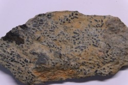 trilobit's COPROLITHES : TOMACULUM PROBLEMATICUM - Ordovician - Maine et Loire, FRANCE
